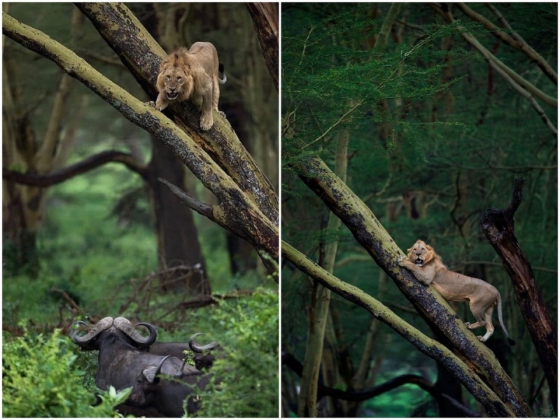Стадо буйволов загнало льва на дерево - «Хорошее настроение»