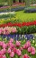 Парк цветов Кёкенкоф, Нидерланды (26 фото)