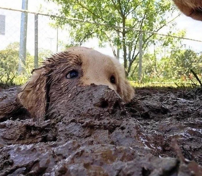 Собаки-в грязи валяки (18 фото) - «Хорошее настроение»