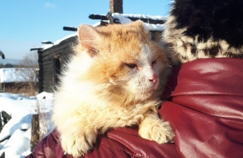 На Урале кот полтора года ждет погибших хозяев на пепелище (2 фото)