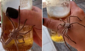 Огромный паук решил отобрать у человека холодное пиво (3 фото + 1 видео)