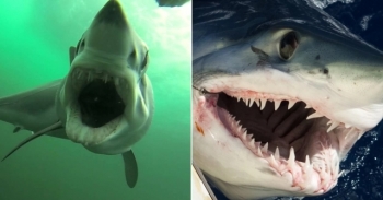 Останки огромной акулы удивили австралийского рыбака - «Хорошее настроение»