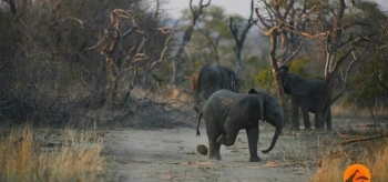 Этот маленький слонёнок показывает, что он умеет обращаться с «мячом» не хуже Роналду (3 фото + 1 видео)