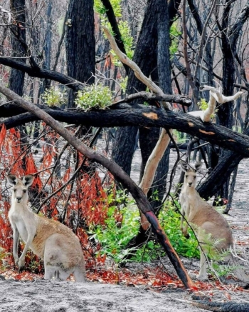Австралийская природа восстанавливается после пожаров (20 фото)