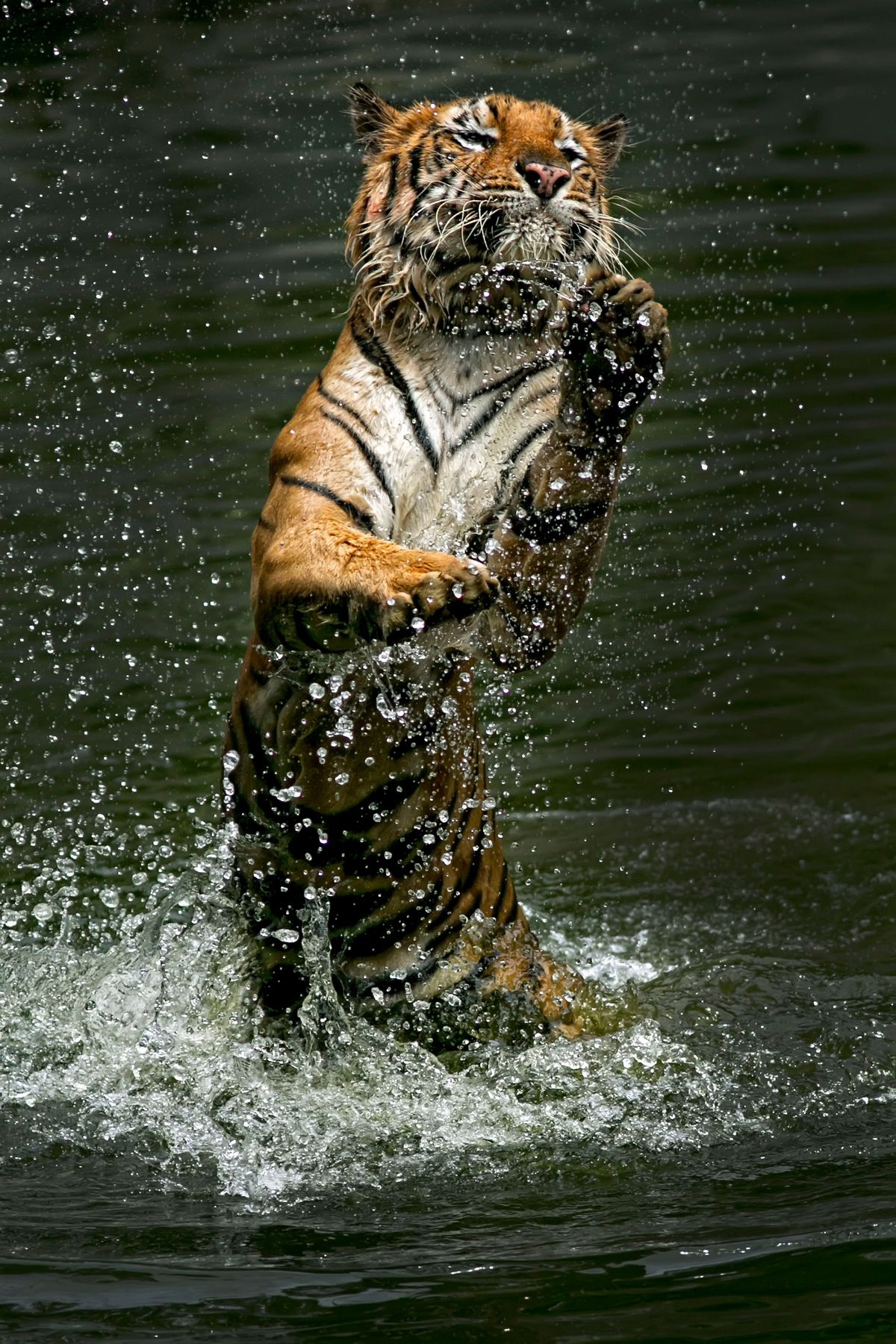 Интересные кадры: тигр плещется в воде - «Хорошее настроение»