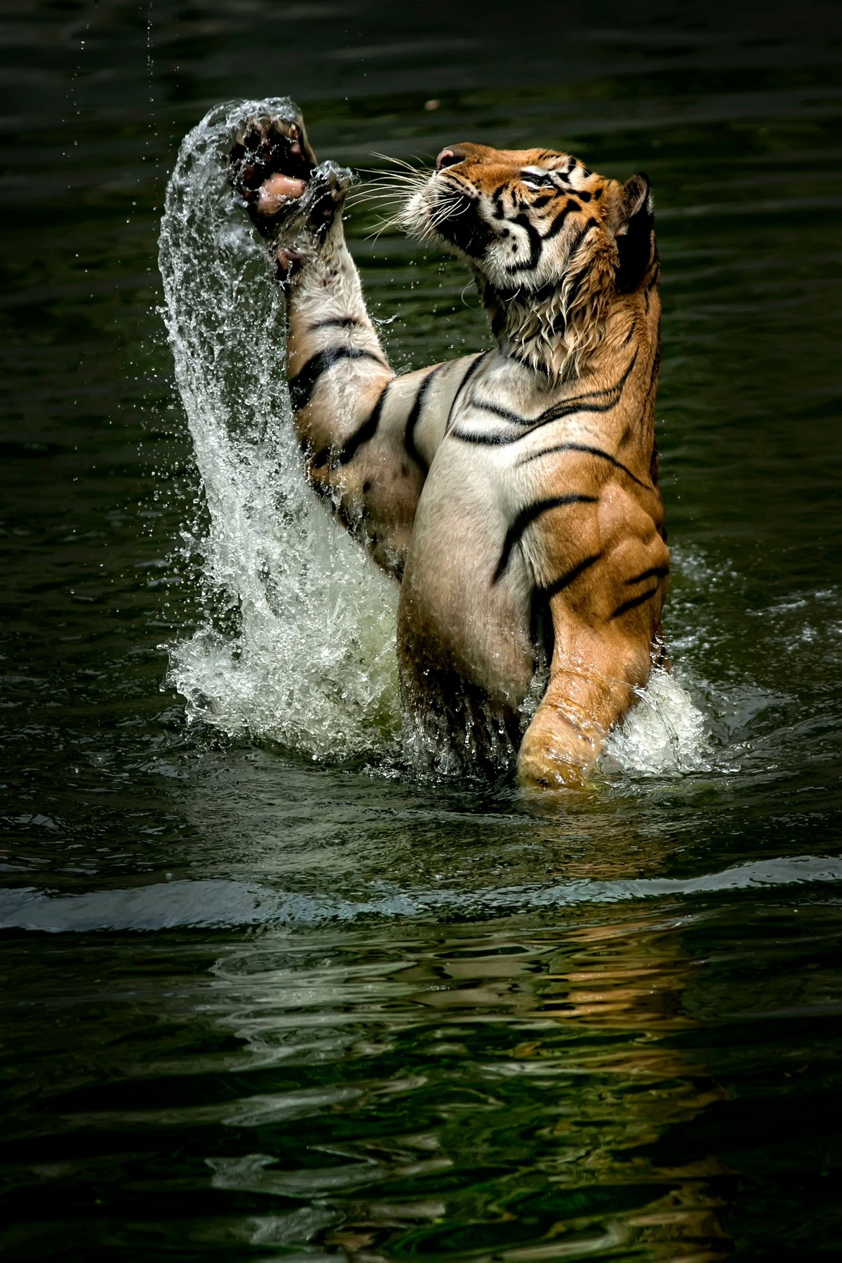 Интересные кадры: тигр плещется в воде - «Хорошее настроение»