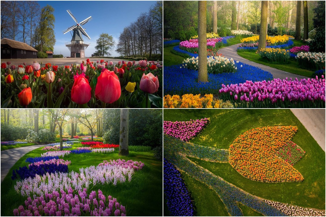 Виртуальное путешествие в нидерландский парк цветов Кёкенхоф - «Хорошее настроение»