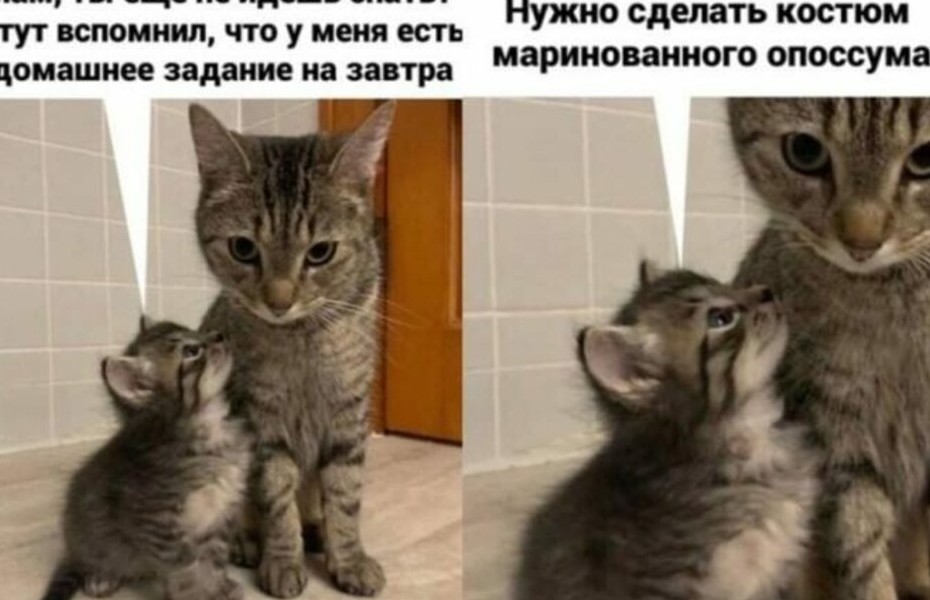 Прикольные мемы с кошками (20 фото) - «Смешные картинки»