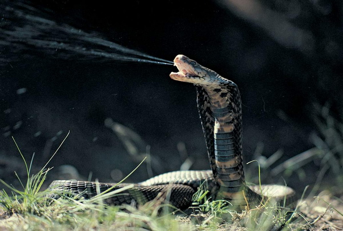 Для чего змеи научились плеваться?