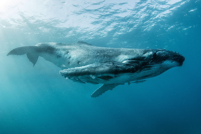 Горбатые киты - супергерои мирового океана