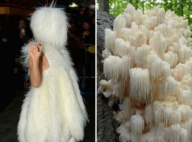Леди Гага и грибы (20 фото)