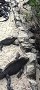 Морские игуаны на Галапагосских островах (описание, 16 фото)