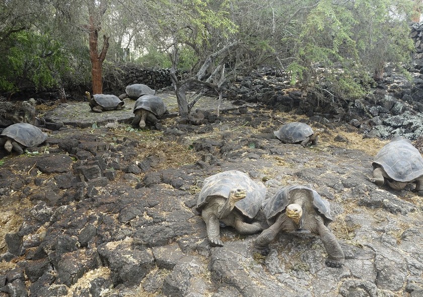 Слоновые черепахи на Галапагосских островах (описание, 16 фото)