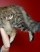 Коты породы мейн-кун (28 фото)