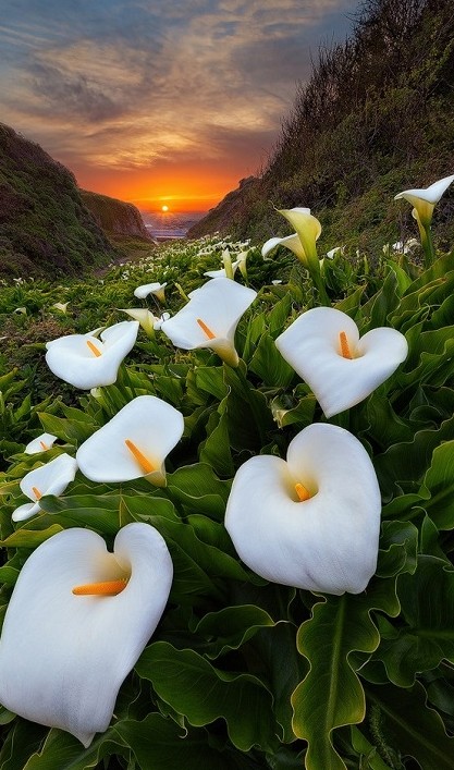 Цветы каллы в калифорнийской долине (9 фото)