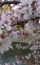 Цветение сакуры в Японии (34 фото)