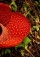 Цветок раффлезия (описание, 17 фото)