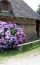 Гортензия садовая (описание, уход). 29 фото