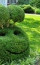 Топиар — зеленое искусство фигурной стрижки (30 фото)