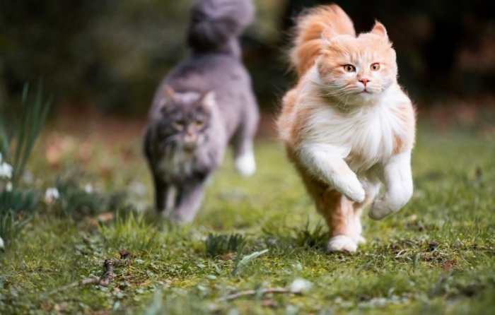 Бегущие котики (21 фото)