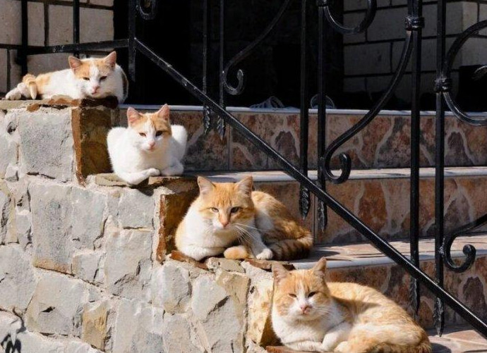 Коты на лестницах (30 фото) - «Хорошее настроение»