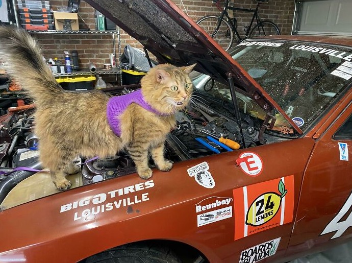 16 котов-механиков, которые нашли своё призвание случайно, но гордятся им по полной - «Смешное»