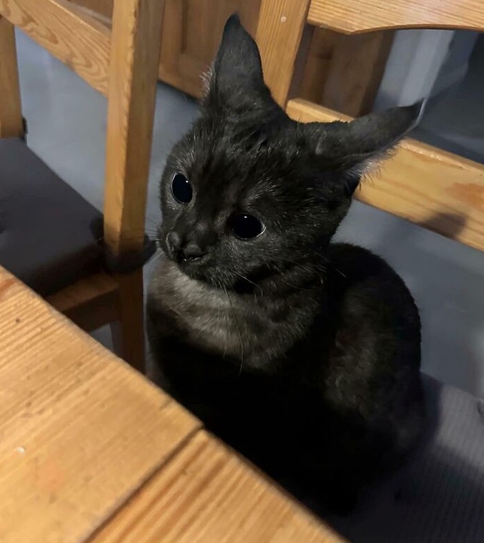 Сейчас будет атака: 16 котов, застигнутых в тот самый момент перед «великим нападением» на хозяев - «Смешное»