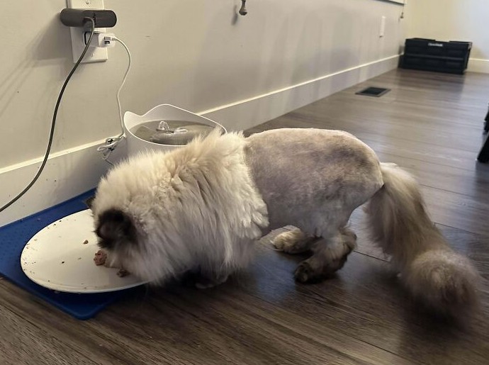 «Это точно мой любимец?!»: 16 питомцев, которых после грумера не узнали даже хозяева - «Смешное»