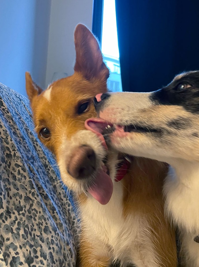 Двойное счастье: 18 раз, когда питомцы обрели братьев и сестер, и это было лучшее решение их хозяев - «Смешное»