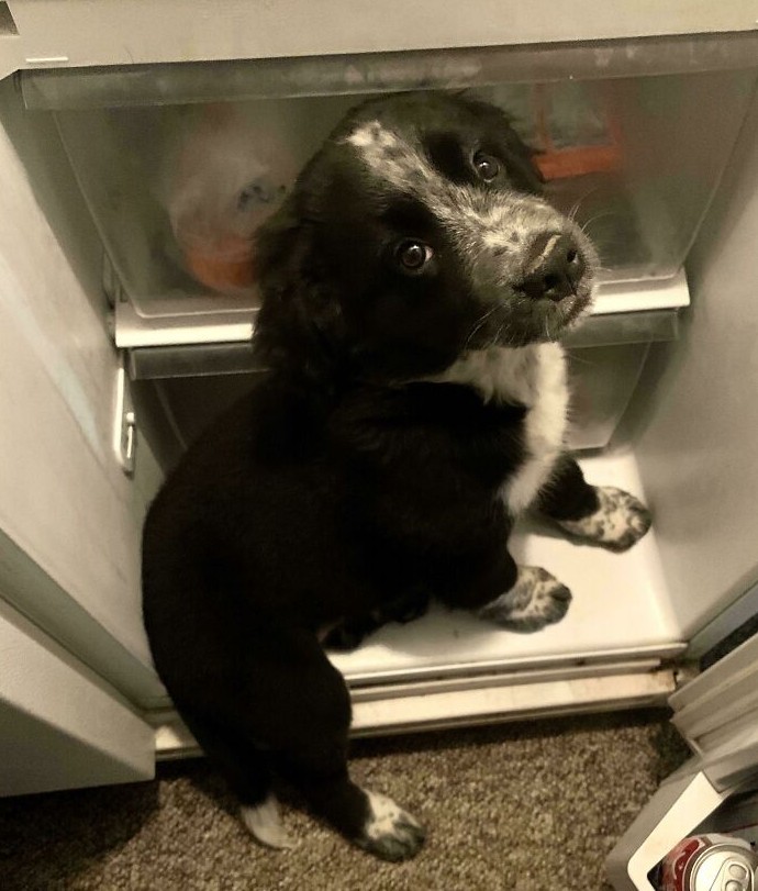 16 раз, когда собаки включали режим полного абсурда — и их хозяева не смогли это скрыть - «Смешное»