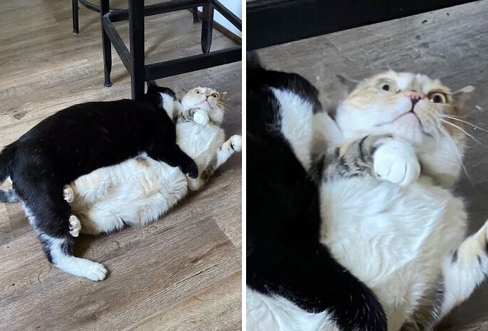 17 навязчивых питомцев, которые считают, что личное пространство — это миф - «Смешное»