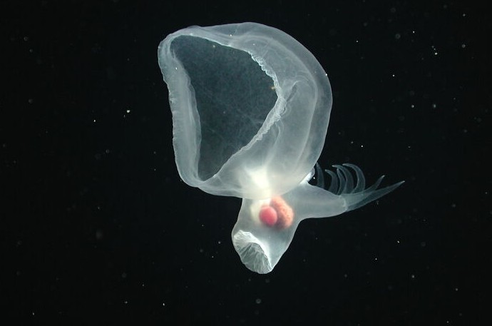 13 глубоководных существ, которые выглядят как пришельцы, хотя на самом деле обитают в океане - «Смешное»