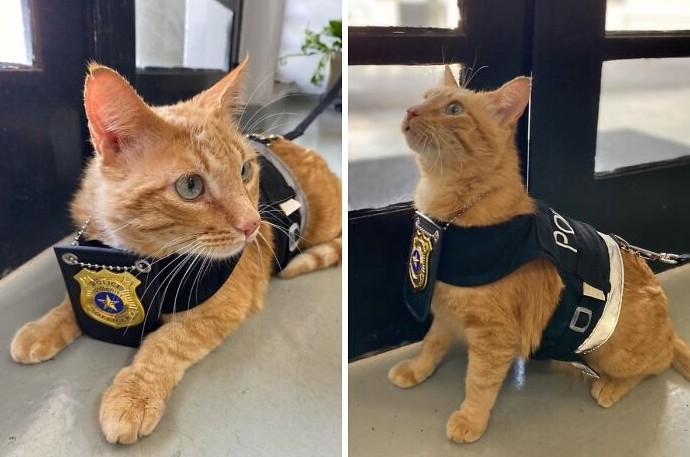 16 пушистых трудяг, у которых есть настоящая работа и теперь они сами зарабатывают себе на корм - «Смешное»