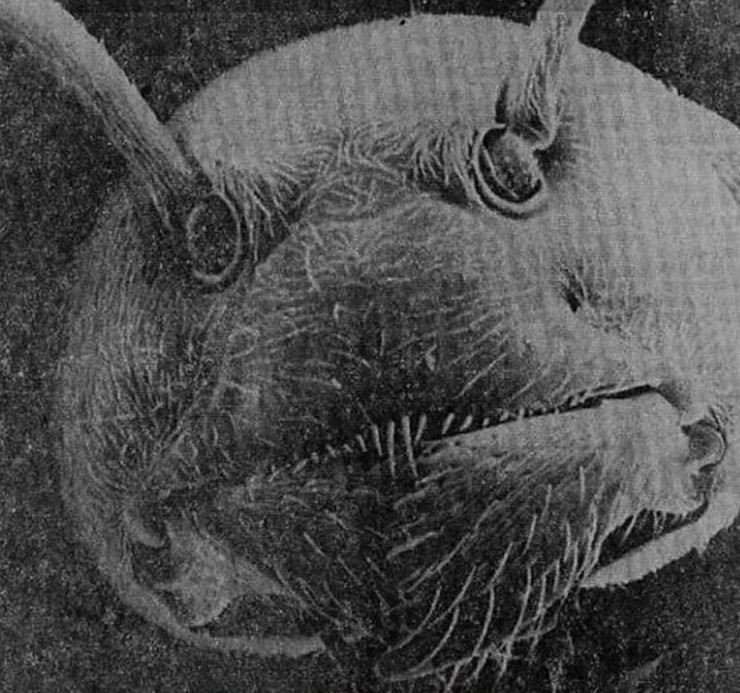 16 жутко-завораживающих лиц насекомых, снятых в экстремальном приближении - «Смешное»