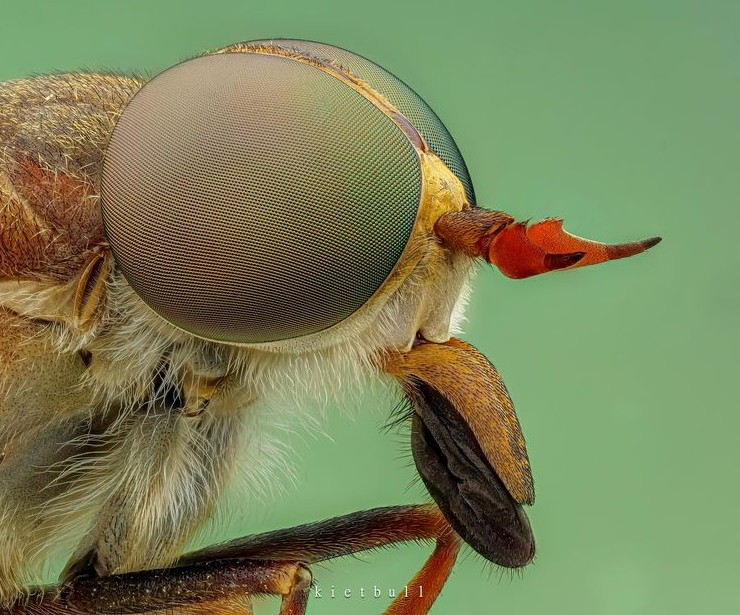 17 макрофотографий, которые показывают привычные вещи так, будто вы видите их впервые - «Смешное»
