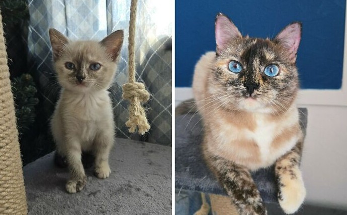 «Кот растёт»: 17 трогательных сравнений кошек в детстве и сейчас, которые растопят сердечко - «Смешное»