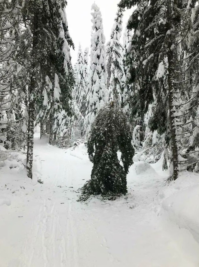 18 настолько необычных ситуаций, что без фотографии никто бы не поверил, что такое случилось - «Смешное»