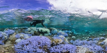 Из-за потепления воды на Окинаве обесцвечиваются и гибнут кораллы (8 фото) - «Хорошее настроение»