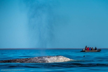 Китовая аллея на Чукотке (23 фото) - «Хорошее настроение»