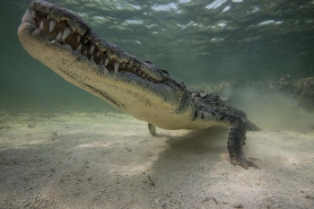 Подводная прогулка с крокодилами
