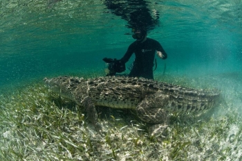 Подводная прогулка с крокодилами