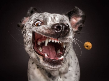 Смешные собаки ловят лакомство (30 фото) - «Хорошее настроение»