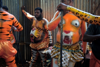 Танцы тигра в Индии