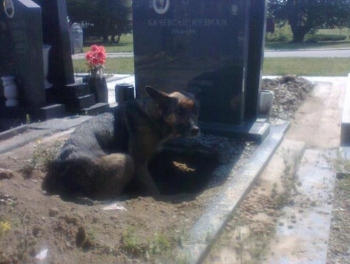 Зоозащитница спасла собаку, поселившуюся на могиле умершего хозяина (8 фото) - «Хорошее настроение»