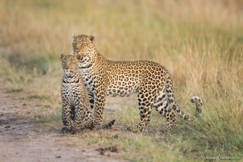 10+ интересных фактов о леопардах ! - «Фото»
