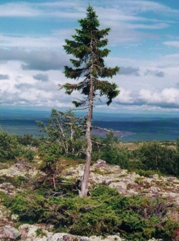 10 самых выдающихся деревьев-рекордсменов мира ! - «Фото»