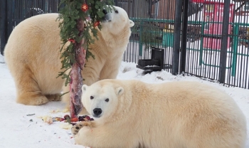 Новогоднее настроение в красноярском зоопарке - «Хорошее настроение»