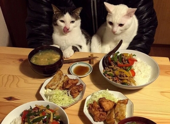 Любопытные дегустаторы: забавные реакции двух кошек на еду хозяев (17 фото)