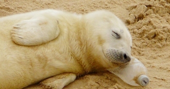 Ничего необычного, просто детеныш тюленя сладко спит на бутылке (2 фото)