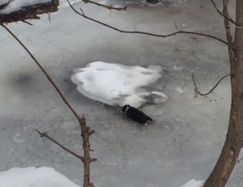 Под Елабугой местные жители обнаружили вмерзших в лед щенят - «Хорошее настроение»